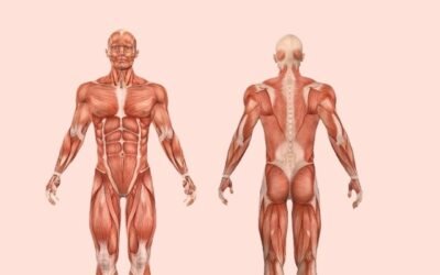 Anatomy Foundation – Musculoskeletal System